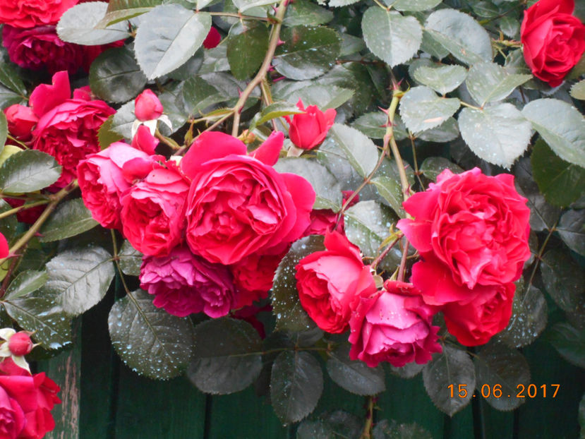 - 4TRANDAFIRI 2017