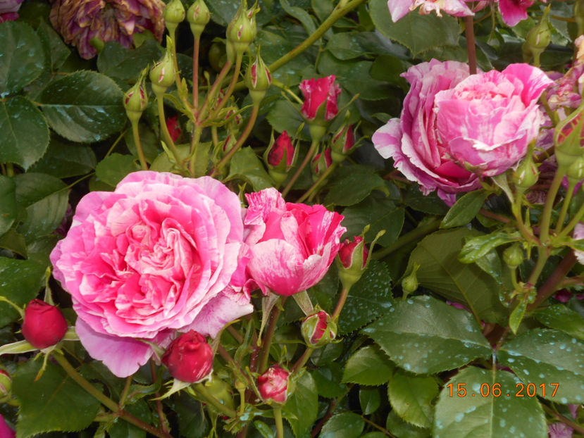  - 4TRANDAFIRI 2017