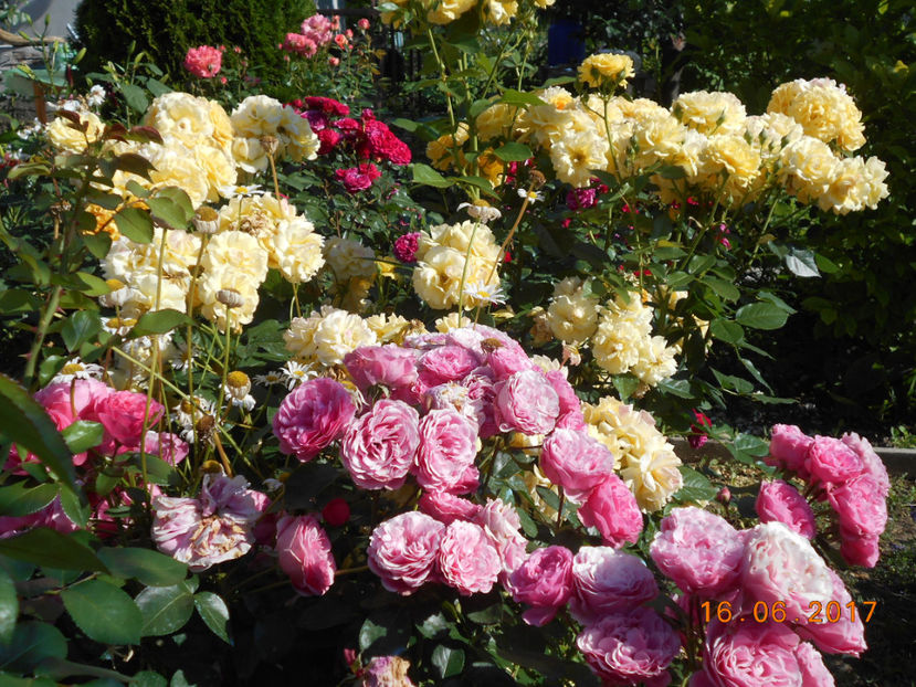  - 4TRANDAFIRI 2017