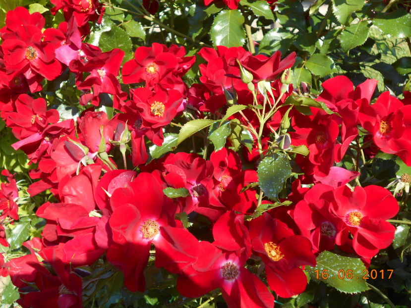  - 4TRANDAFIRI 2017