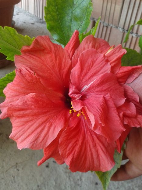 Copper rose - Copper Rose