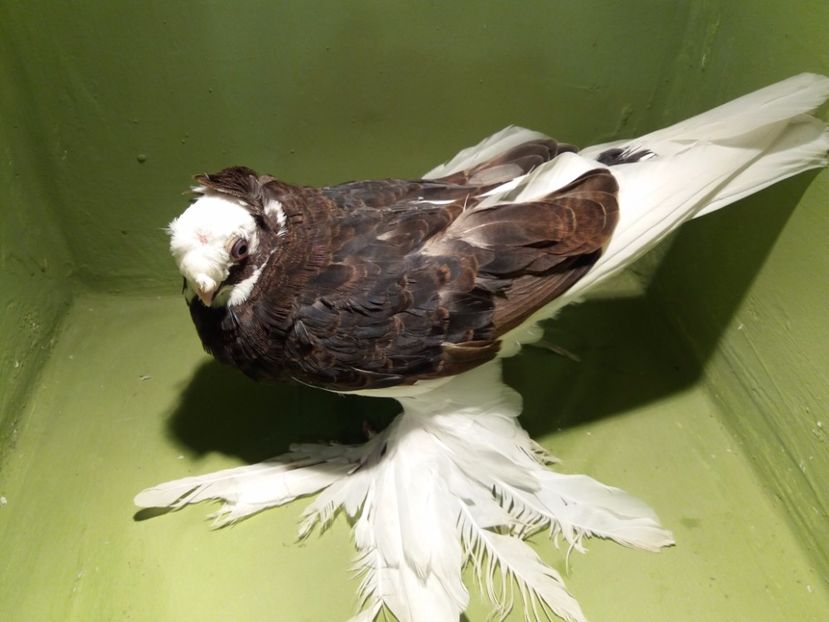 inel 2809 ( 2017 ) - Pui uzbeci - 2017