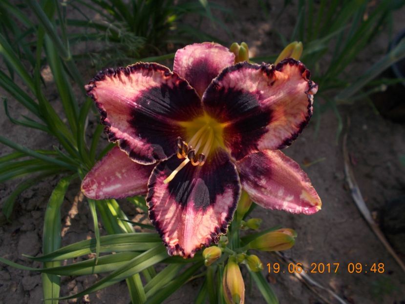 exotic treasure - HEMEROCALLIS 2017