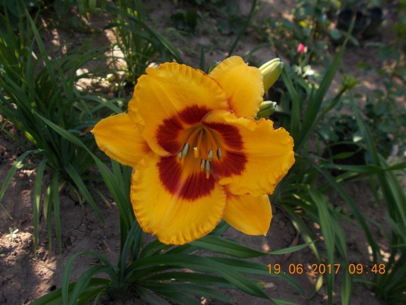 fooled me - HEMEROCALLIS 2017