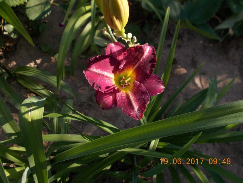  - HEMEROCALLIS 2017