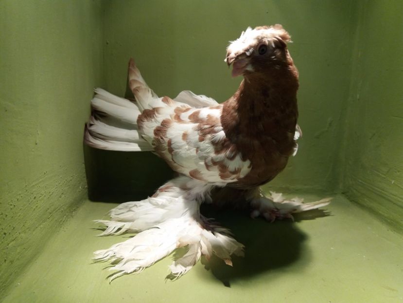 inel A2803 ( 2017 ) - Pui uzbeci - 2017