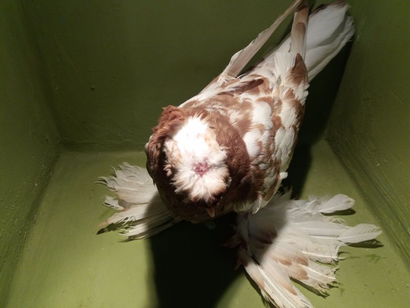 inel A2803 ( 2017 ) - Pui uzbeci - 2017