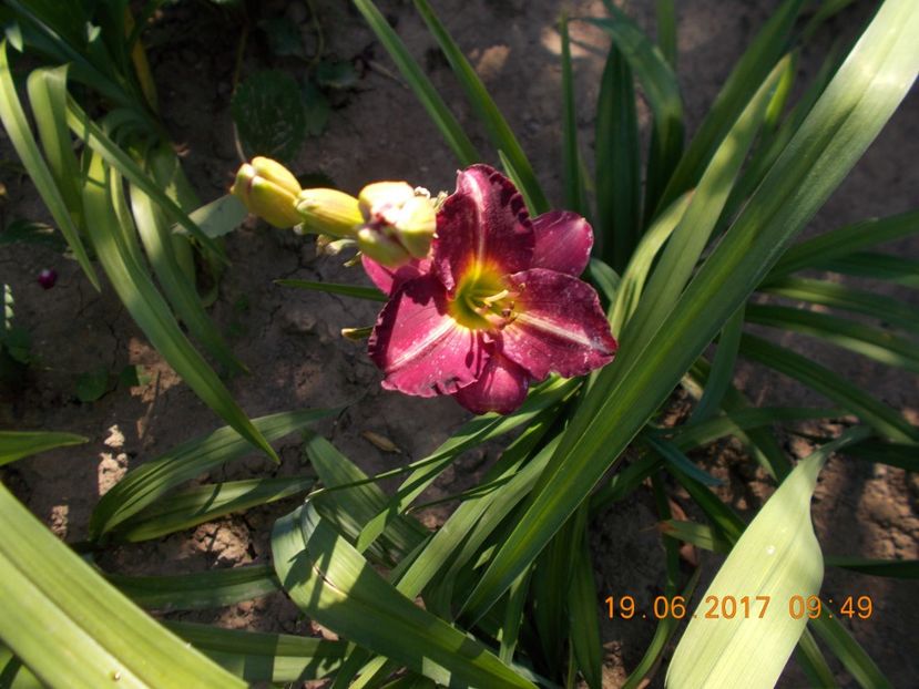  - HEMEROCALLIS 2017