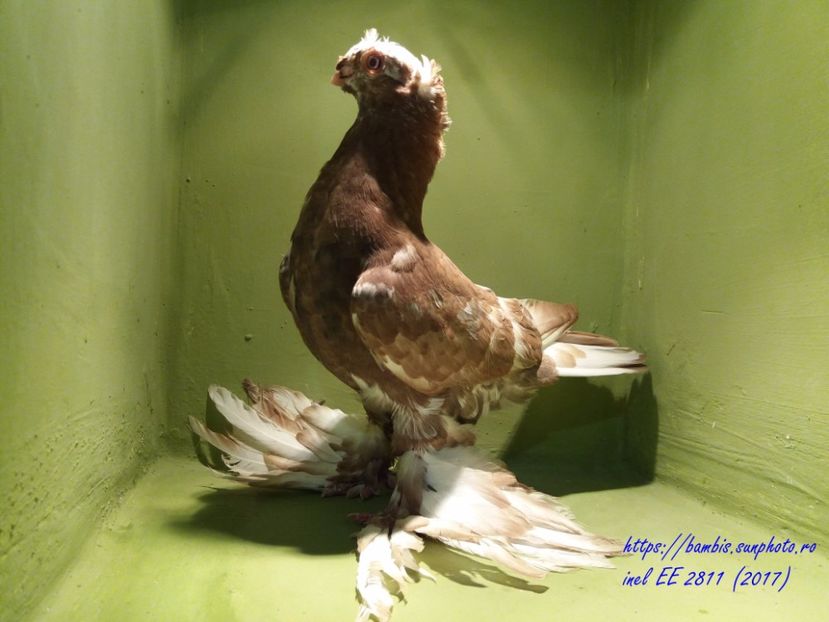 inel 2811( 2017 ) - Pui uzbeci - 2017