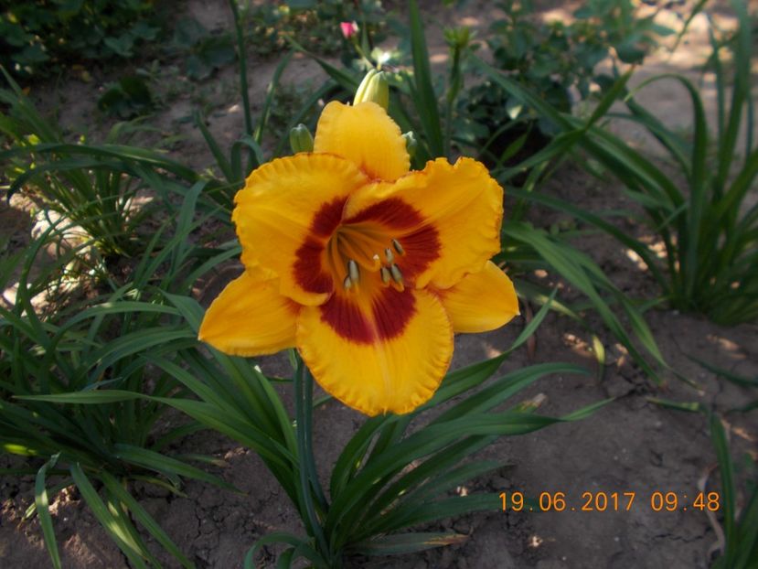 fooled me - HEMEROCALLIS 2017
