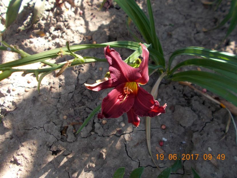 siloam royal prince - HEMEROCALLIS 2017