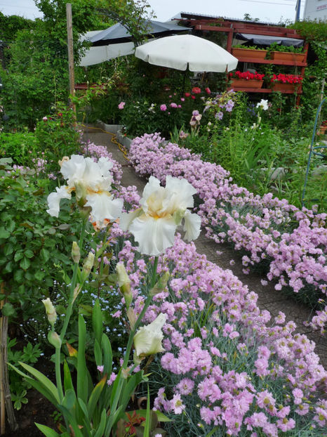 33°C la umbra - 2017 - 02 - Vara