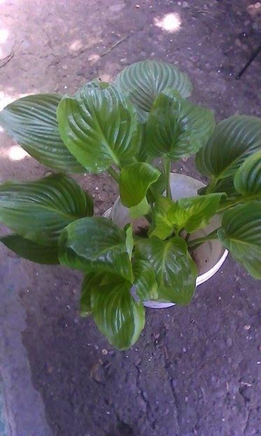 Hosta - Flori de gradina la schimb