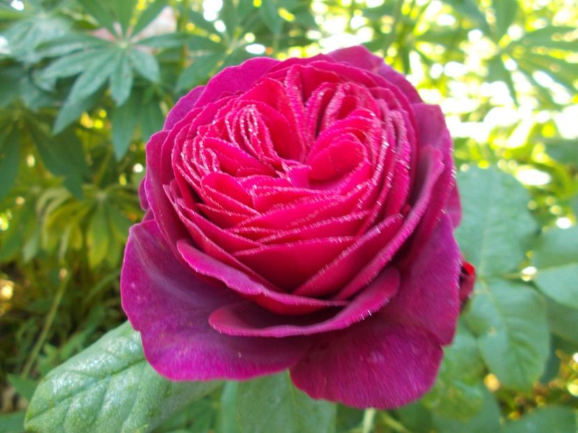  - Astrid Grafin von Hardenberg