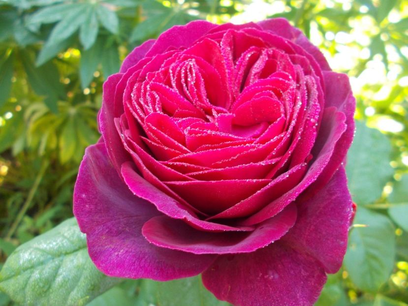  - Astrid Grafin von Hardenberg