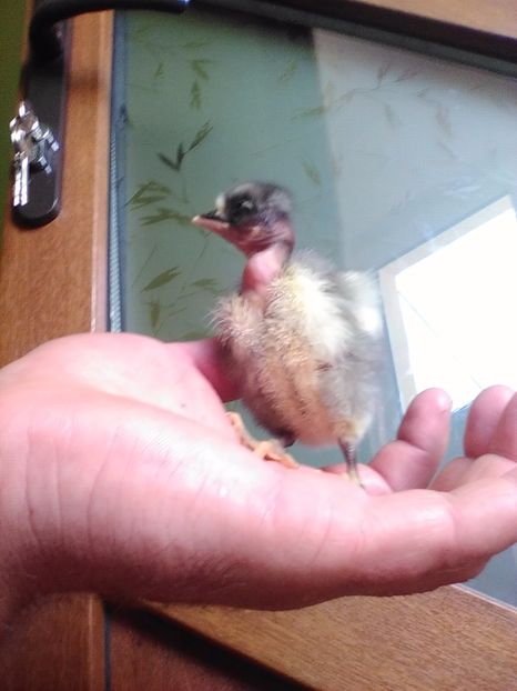 Gat golaș de Transilvania rasa pura - Pasari