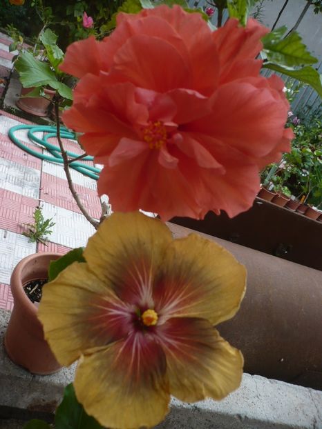 P1330062 - Holly s Pride