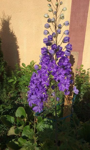  - Delphinium si nemtisor