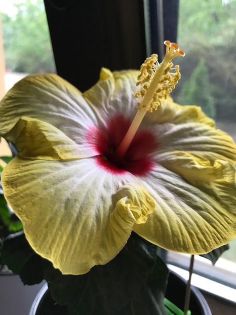  - Hibiscus 2017
