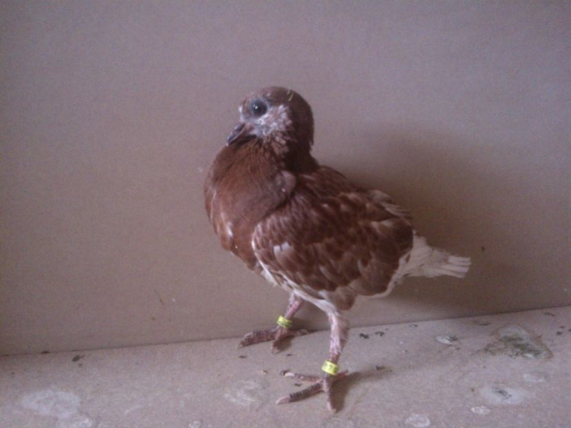 19221604_10156277954547316_7879784645467521394_o - Pui 2017