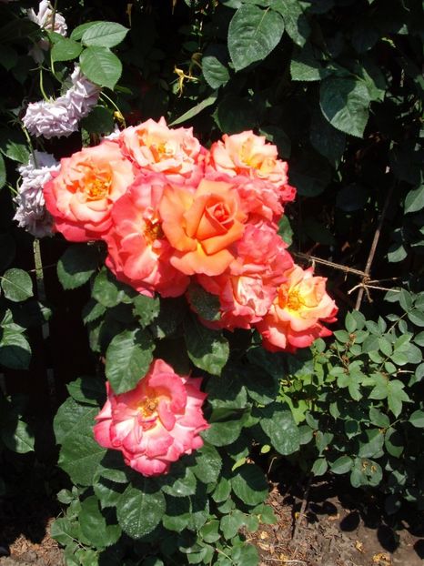  - Christopher Columbus