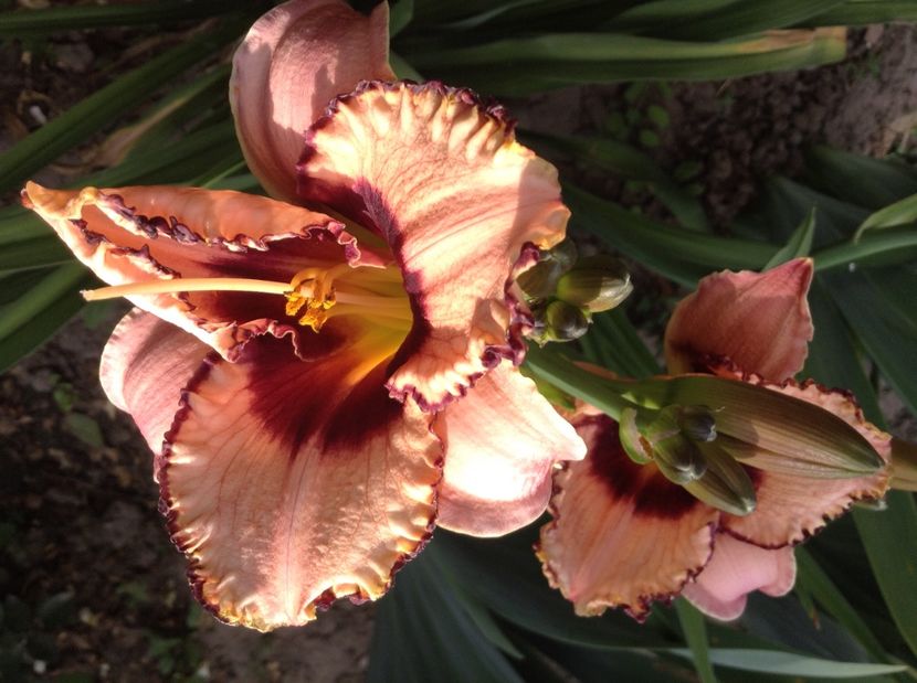 Daring dilemma - Hemerocallisi 2017