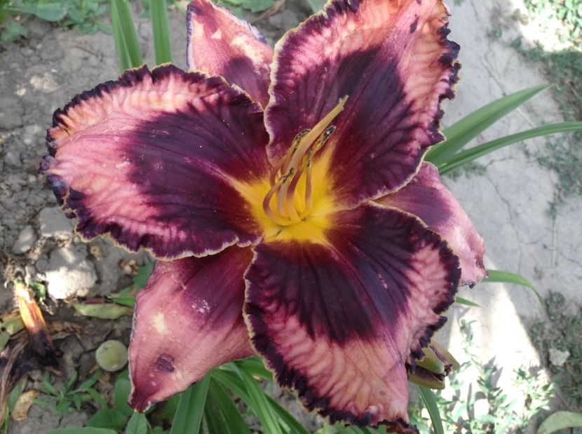 Exotic treasure - Hemerocallisi 2017