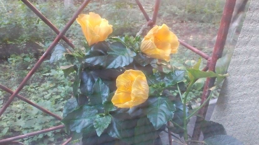 brasil-19.06.2017 - hibi