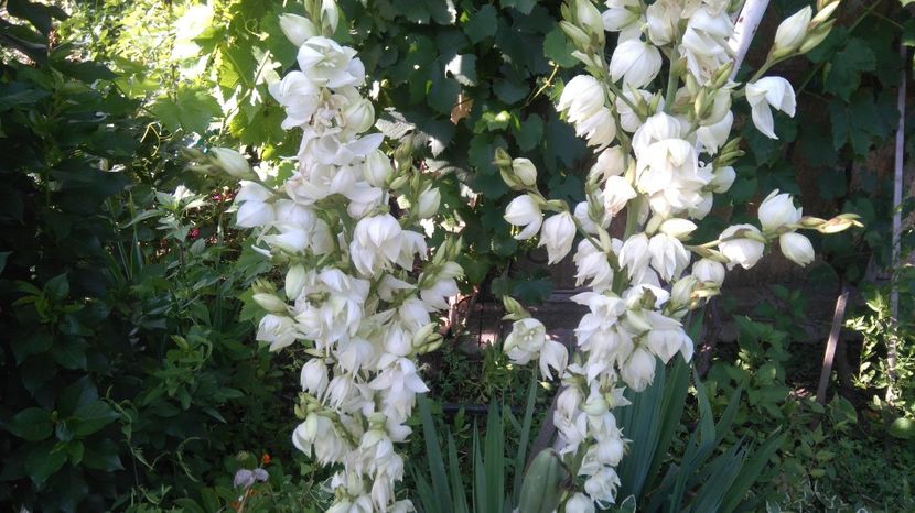  - Gradina flori 2017