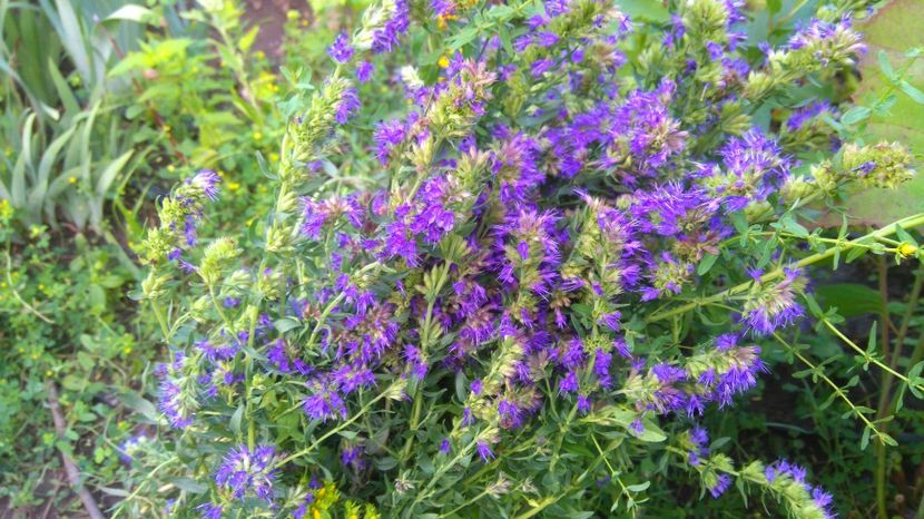 isop - Gradina flori 2017