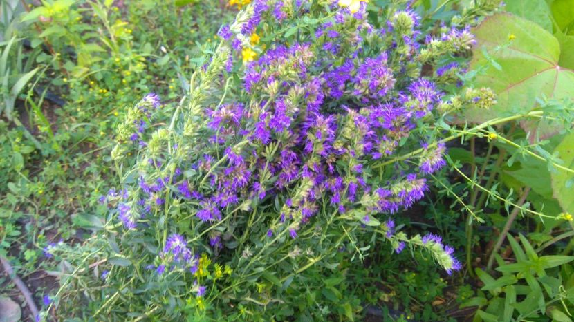  - Gradina flori 2017