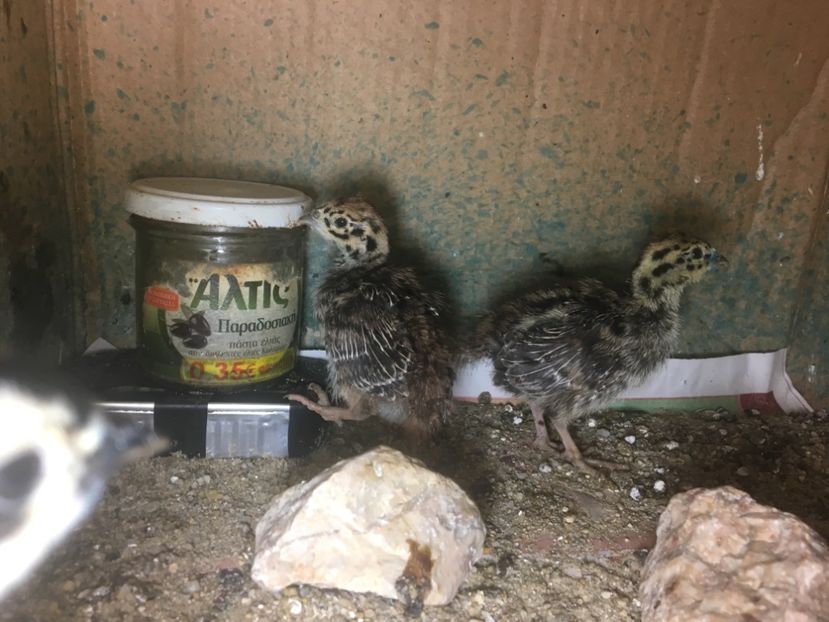  - Potărnichi Comune