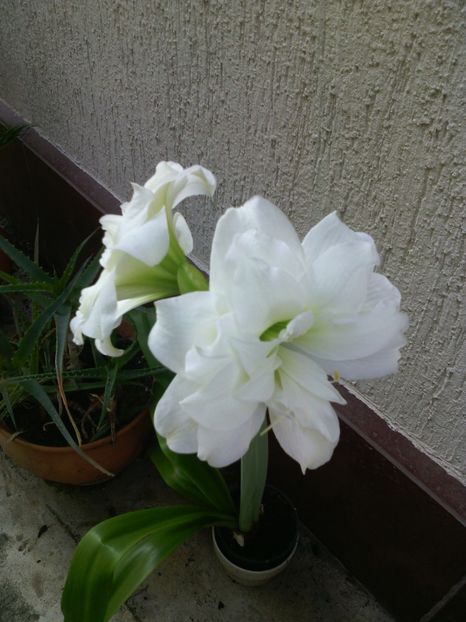  - 01-Flori din curtea mea 2017