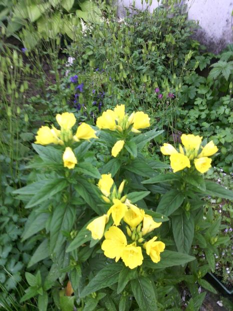  - 01-Flori din curtea mea 2017