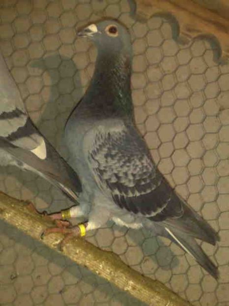 135-mascul-200 lei - X-Porumbei vinduti