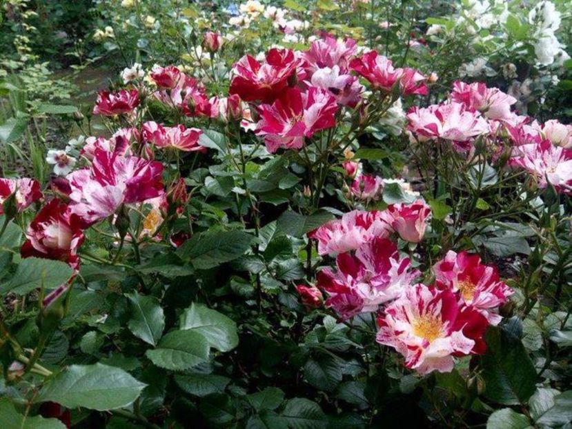 CRAZY FOR YOU (FOURTH OF JULY) - Rose