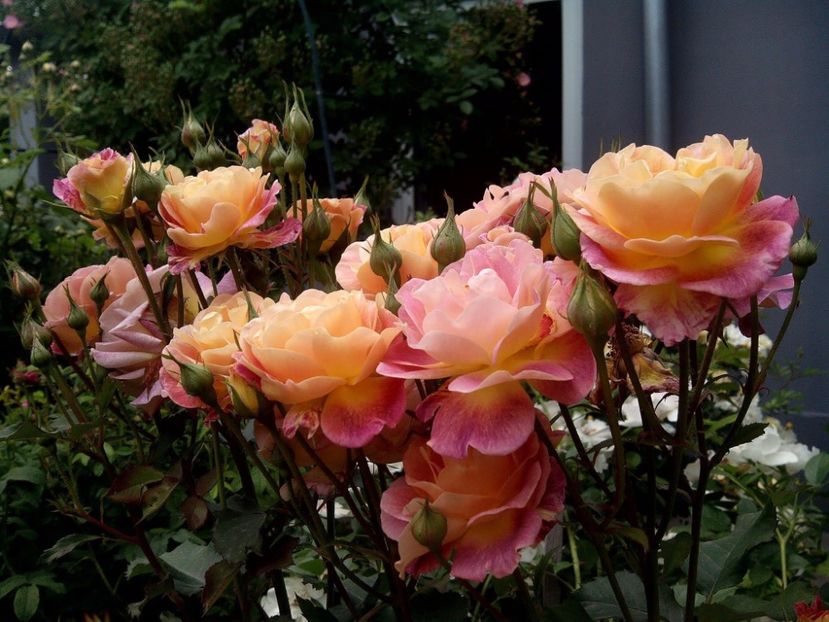 Prieure de st. Cosme Maspricos - Rose