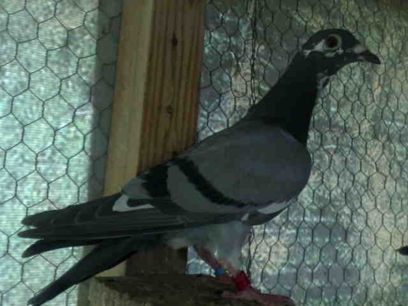 136 - X-Porumbei vinduti