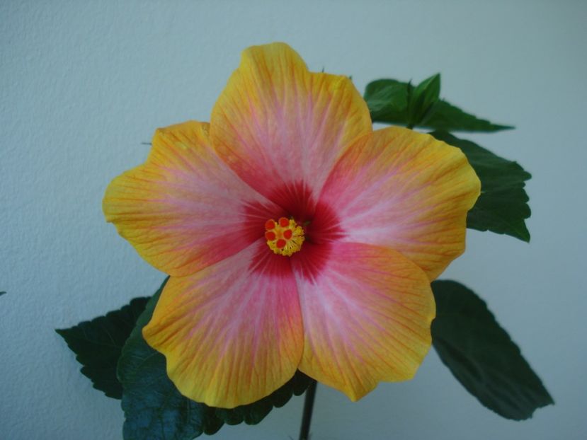  - A Hibiscus Danutz