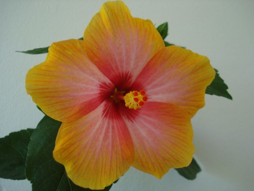  - A Hibiscus Danutz