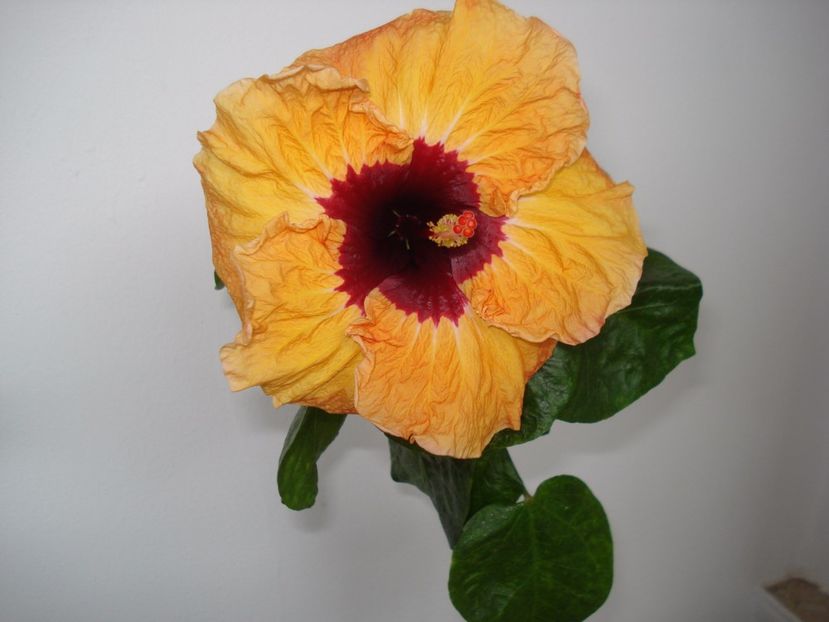  - Hibiscus Paper Tree