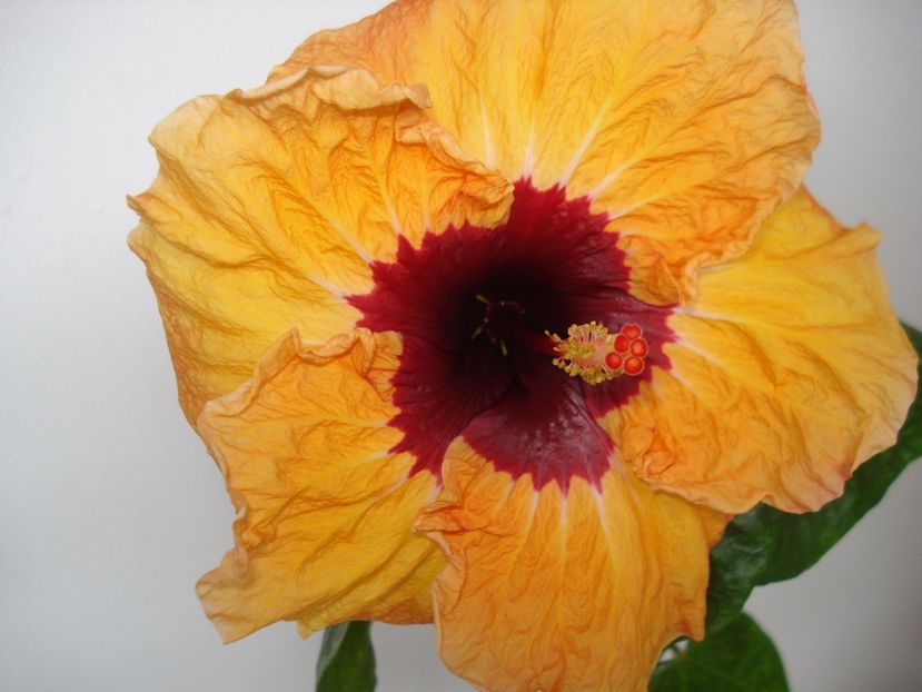  - Hibiscus Paper Tree