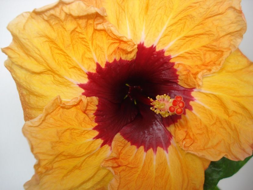  - Hibiscus Paper Tree