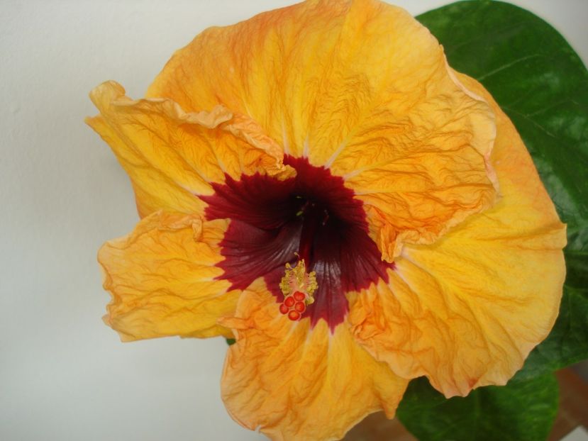  - Hibiscus Paper Tree