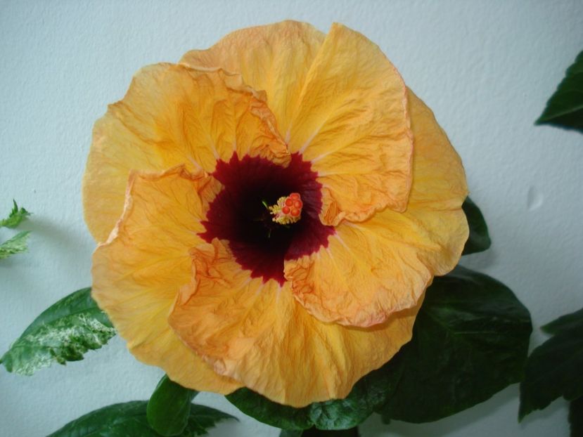  - Hibiscus Paper Tree