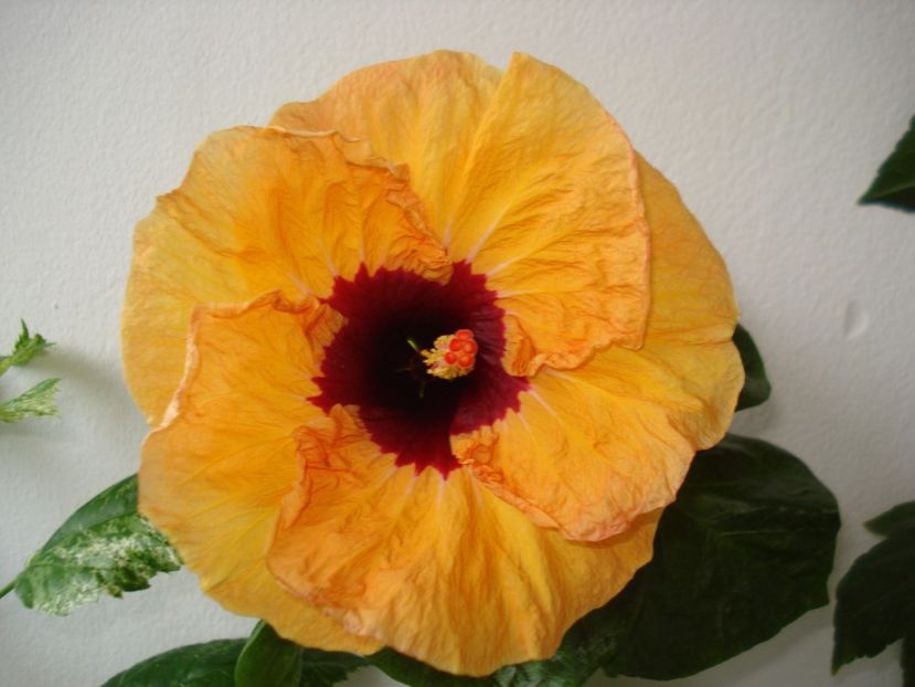  - Hibiscus Paper Tree