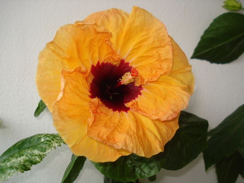  - Hibiscus Paper Tree