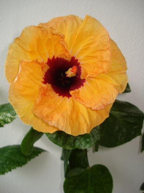  - Hibiscus Paper Tree