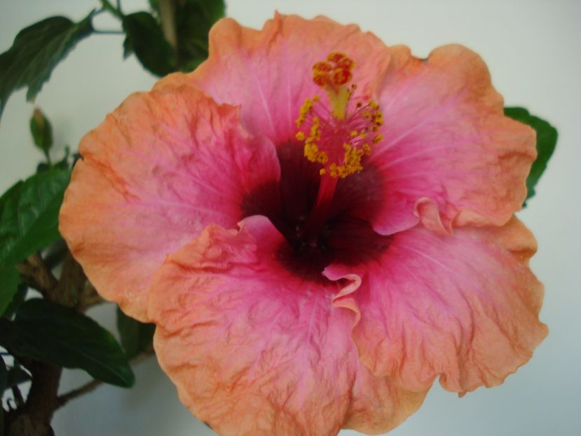  - Hibiscus Erin Rachel