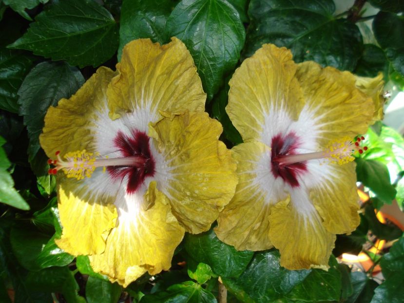  - HIBISCUS 2017